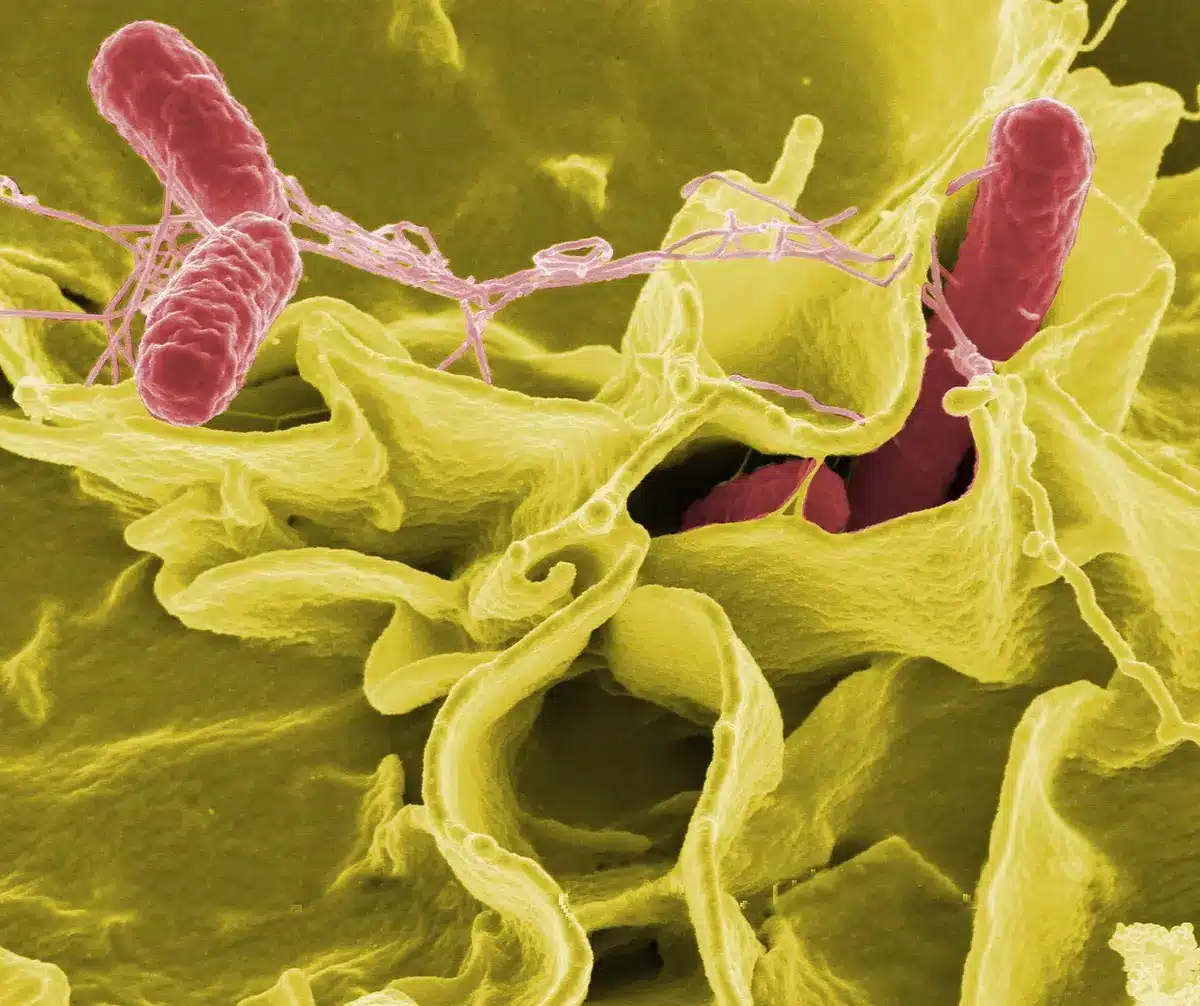 Microelectrode array beneath a small brain organoid in a lab setting